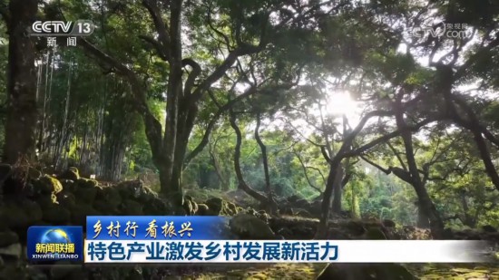 【乡村行 看振兴】特色产业激发乡村发展新活力