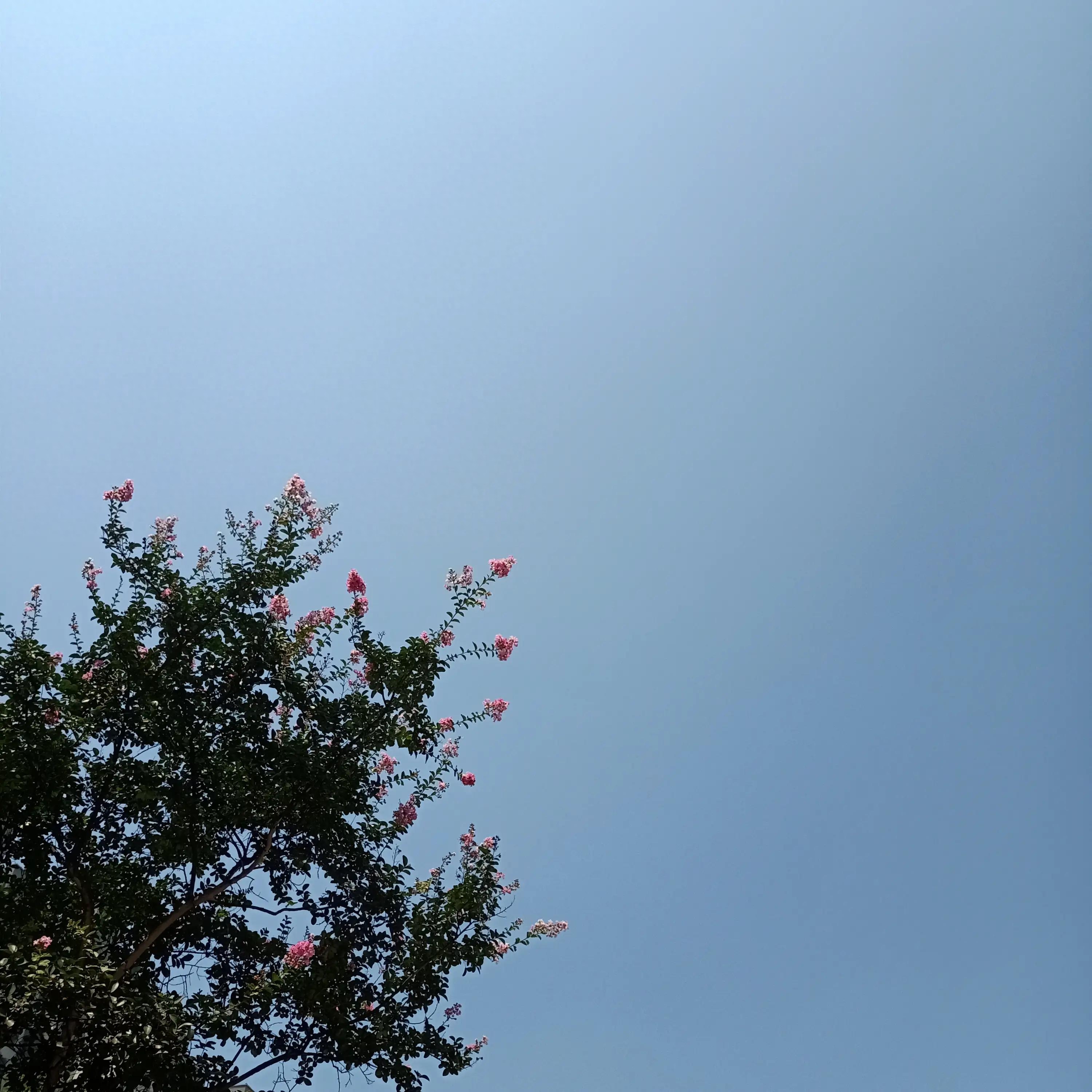 王牌狮子座最宠爱心疼哪个星座
