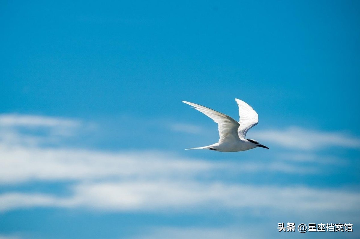 和水瓶座很搭的3个星座