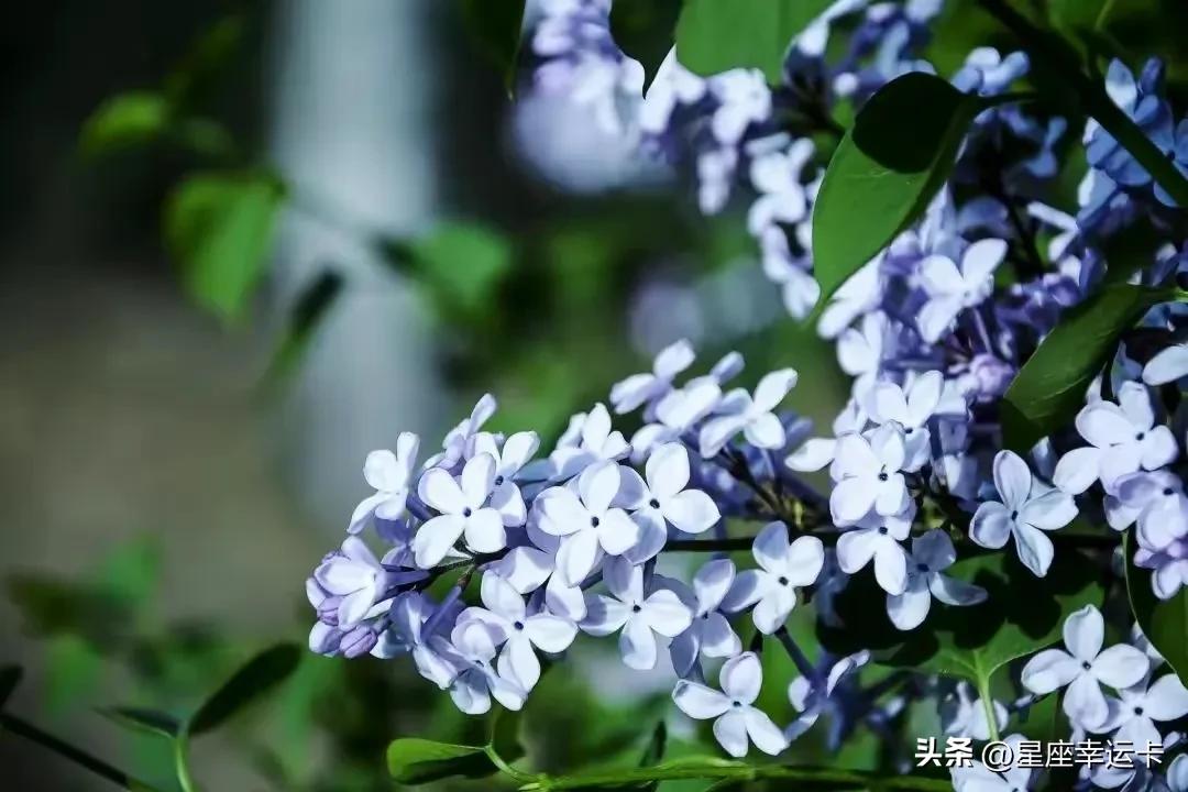 这三大星座“内外兼修”