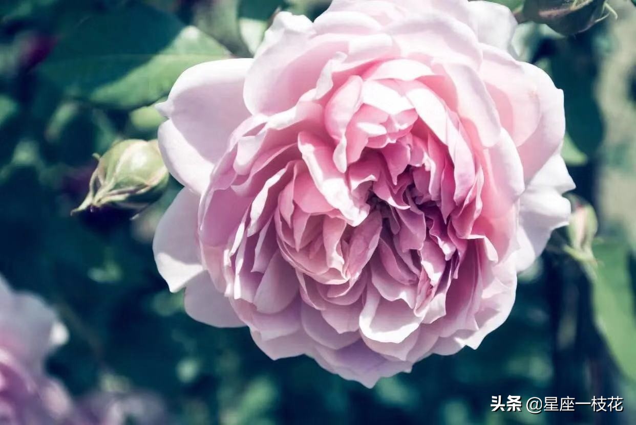 这些星座和金牛座最般配