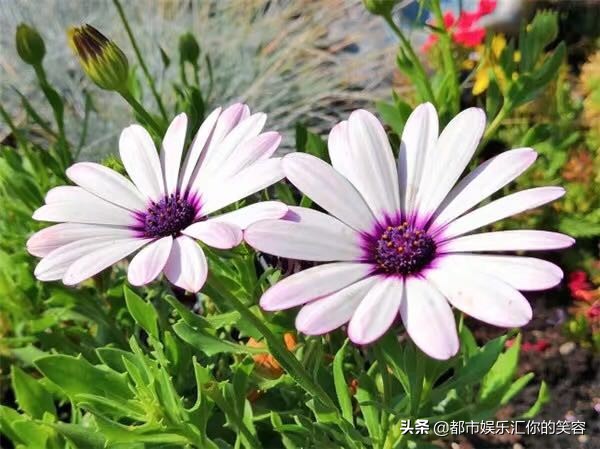 狮子座彻底爱上一个人