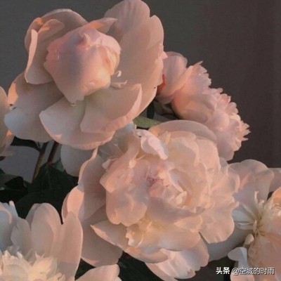 十二星座本命花分别是什么