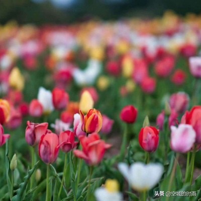 十二星座本命花分别是什么