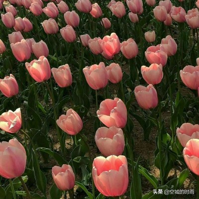 十二星座本命花分别是什么