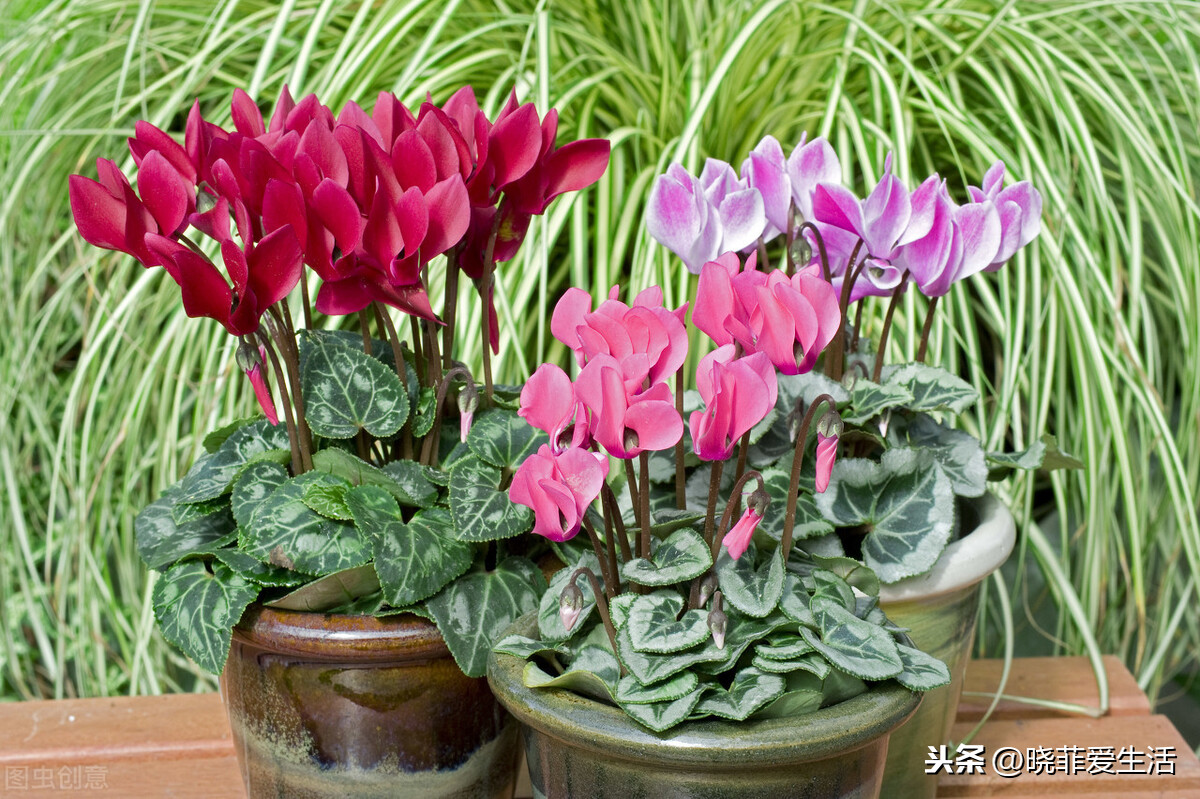 天蝎座幸运花是什么花