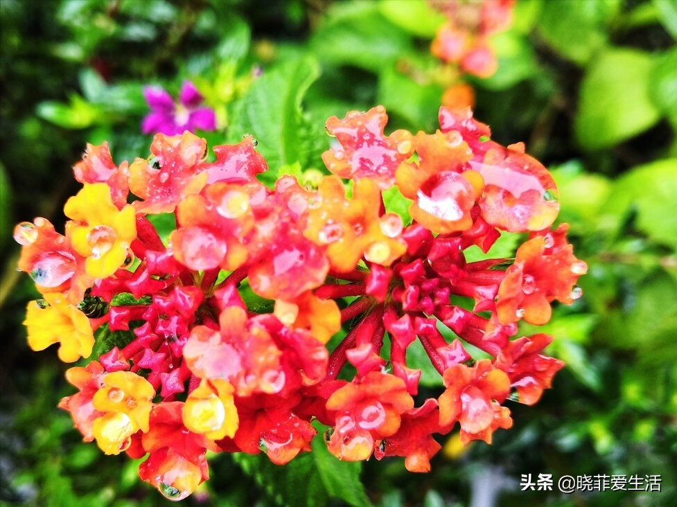天蝎座幸运花是什么花
