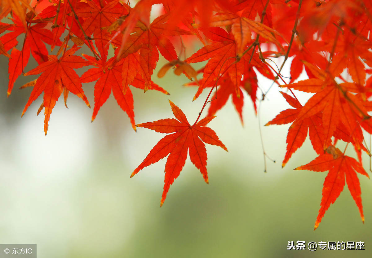 12星座的优点