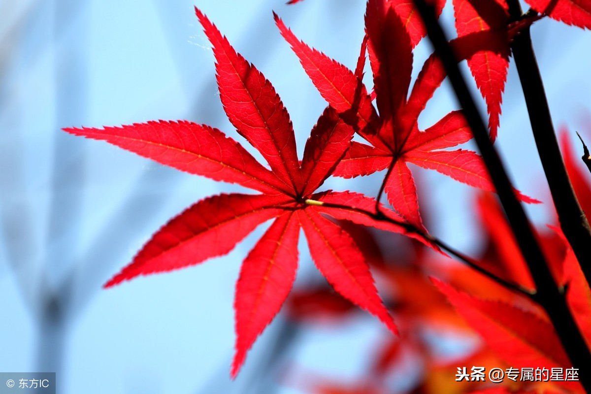12星座的优点