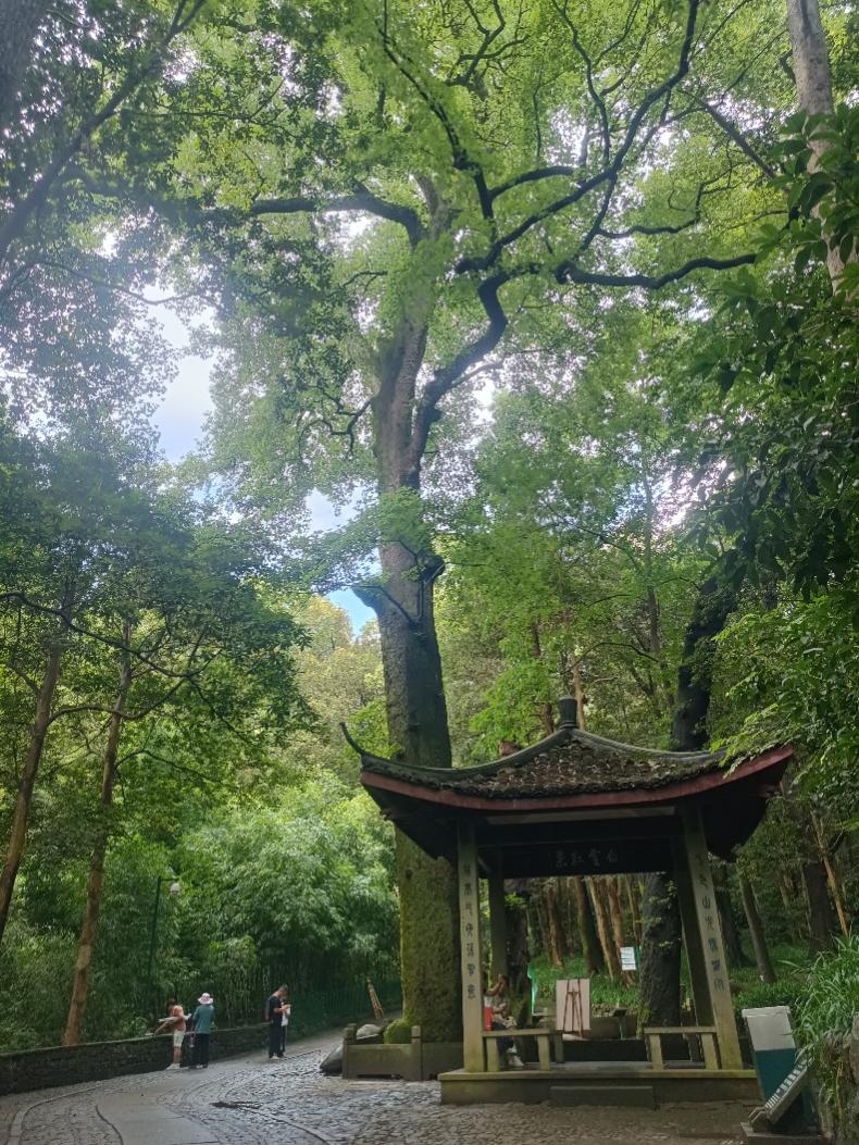 “古”韵里“树”写风景 留住美丽中国记忆